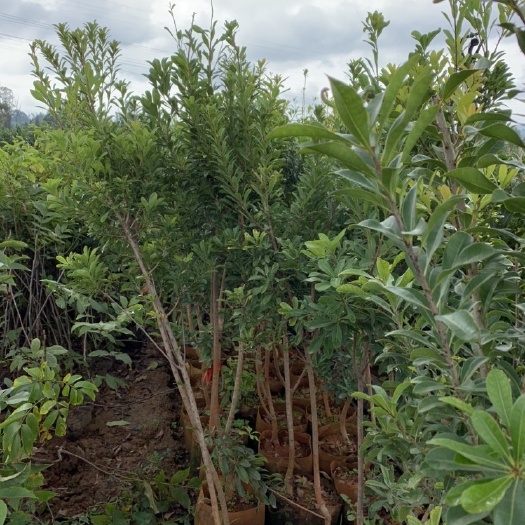 安宁市荸荠杨梅种苗 荸荠杨梅树，东魁杨梅树