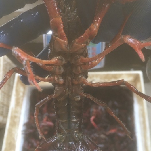 潜江市潜江小龙虾 9钱以上炮头