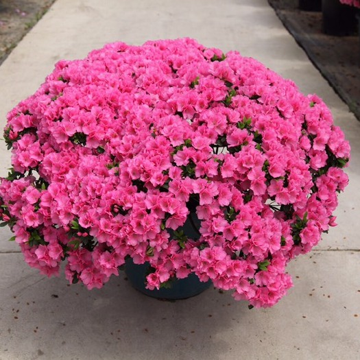 常州东鹃  东洋杜鹃花盆栽好养容器苗花卉绿植工程绿化苗春鹃花园阳台四季