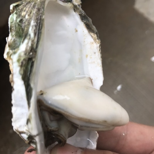 湛江湛江市牡蛎  烧烤商用子箱340个湛江生蚝官渡牡蛎海蛎子鲜活带壳新鲜广东海