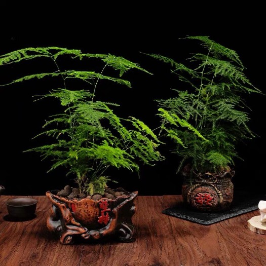 沭阳县 文竹
