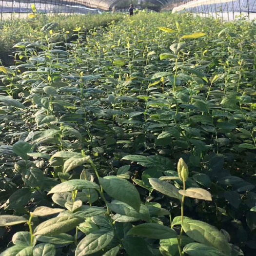 台州蓝丰蓝莓苗 蓝莓树苗大小多有价格不一样