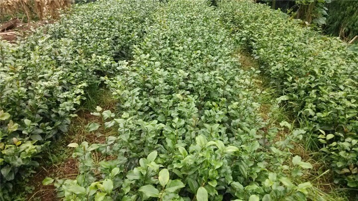 高县茶花树 30~50cm