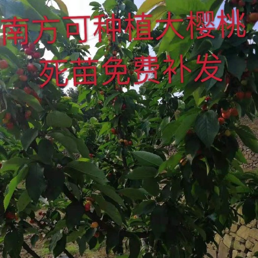 广元大紫樱桃苗 拉宾斯大樱桃，品质保证，南北方通种，南方可挂果车里子大樱