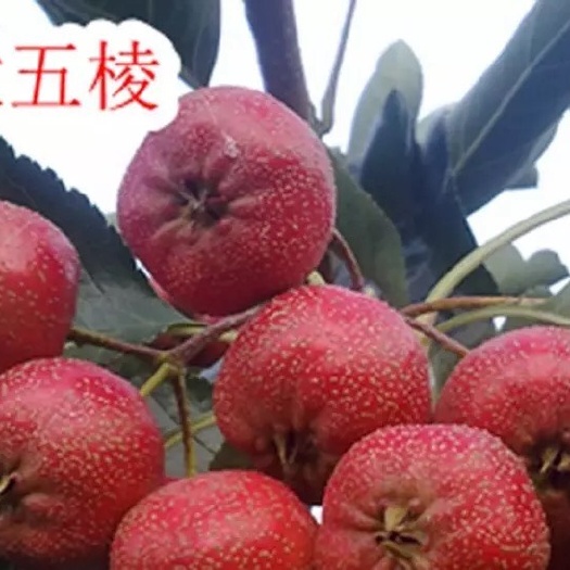 平邑县 大五棱山楂树苗