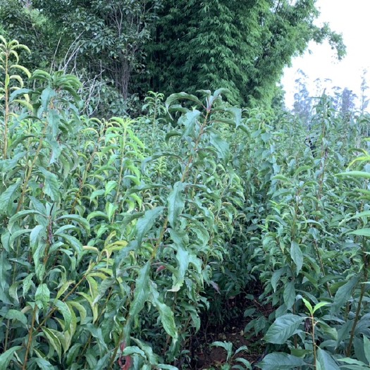 安宁市蜂糖李树苗 青脆李，蜂糖李，半边红李