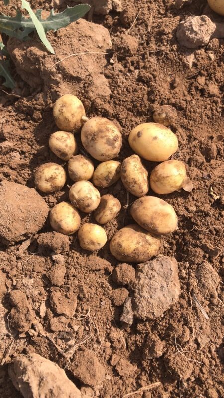  有机土豆－荷兰15 大白花 各种规格