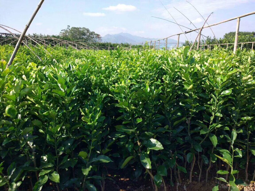 宫川蜜桔的种植技术和管理方法(宫川蜜柑)