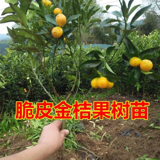 脆皮金桔苗  挂果苗带果发货根系发达，基地现挖现发，保湿发货