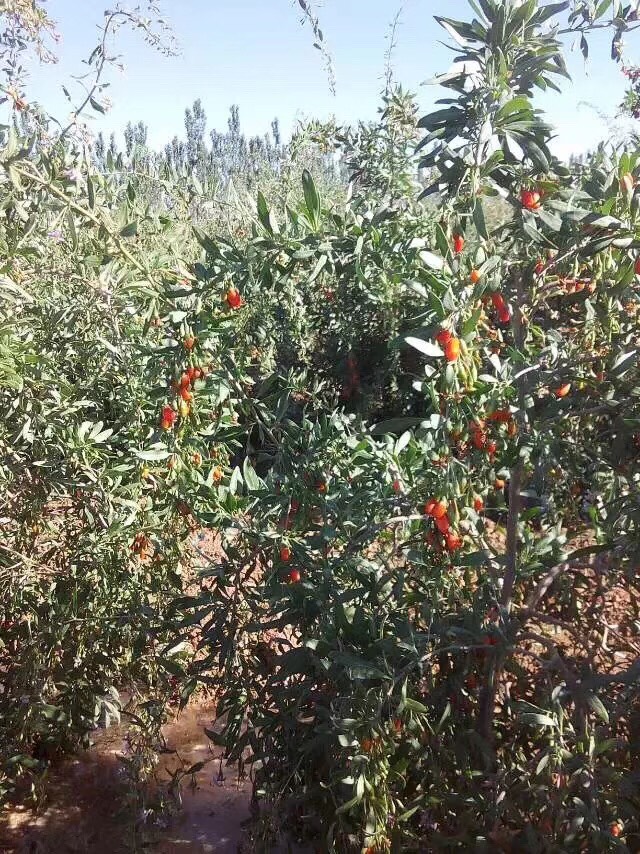 蜂場直供青海格爾木純枸杞蜜農(nóng)家純正枸杞蜜