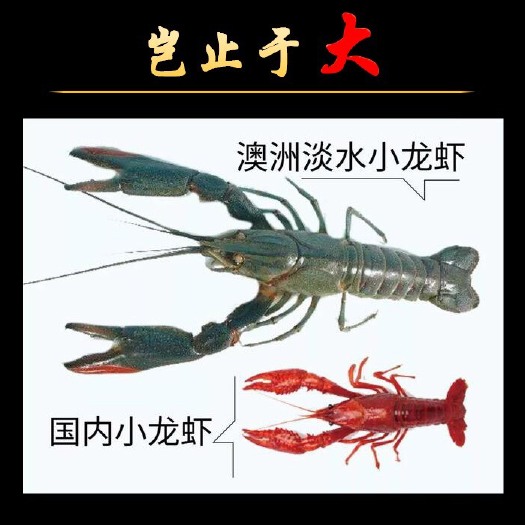 如皋市 澳洲淡水小龙虾批发