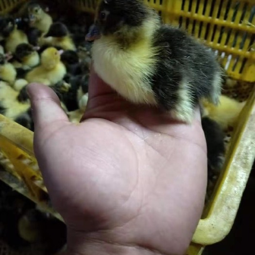 钦州 优质大种黑番鸭苗 西洋鸭苗 蕃鸭苗