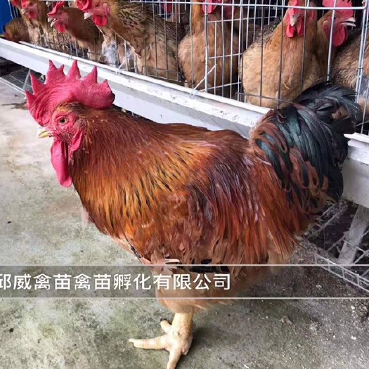 南宁 块大型K9肉鸡苗