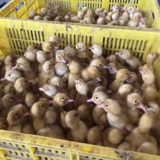 南宁 樱桃谷白鸭苗