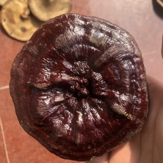 金寨县紫灵芝 金寨紫芝