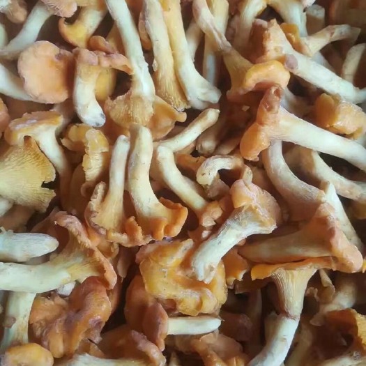 兴义市鸡油菌  速冻黄丝菌(机油菌)