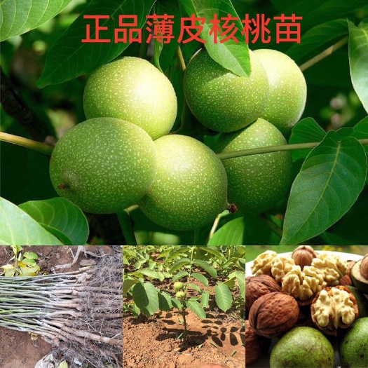 平邑县 新品种薄皮核桃苗