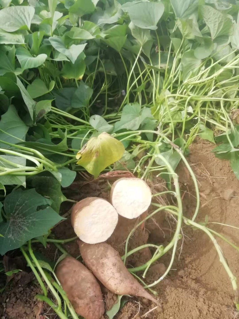龙九蜜薯市场电商加工厂大量供应