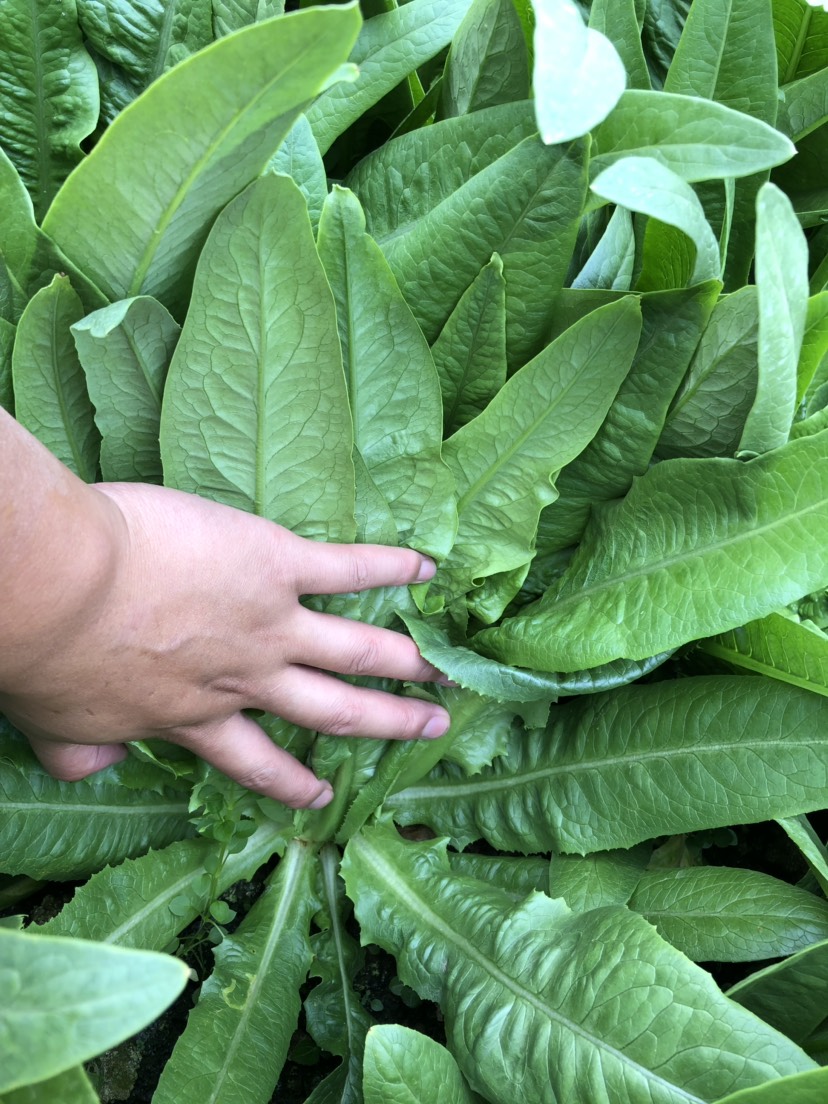 大油麦 产区直供各类鲜蔬，诚信为本。