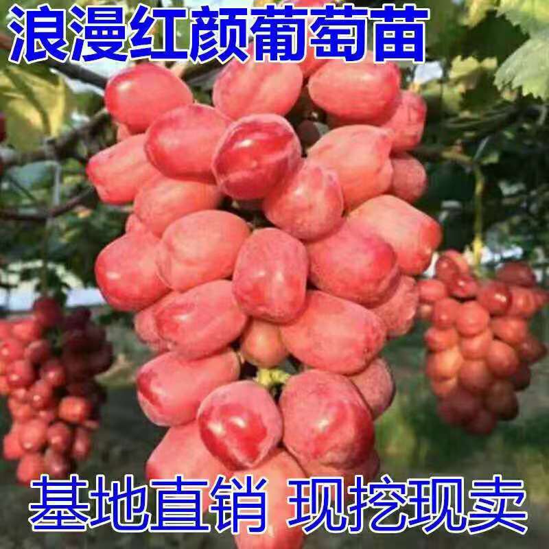 平邑县浪漫红颜葡萄苗 浪漫红颜葡萄树苗 包品种 包成活 南北方适宜种植