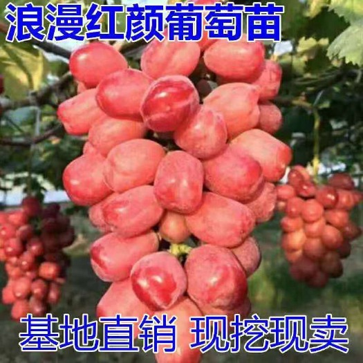 平邑县浪漫红颜葡萄苗 浪漫红颜葡萄树苗 包品种 包成活 南北方适宜种植