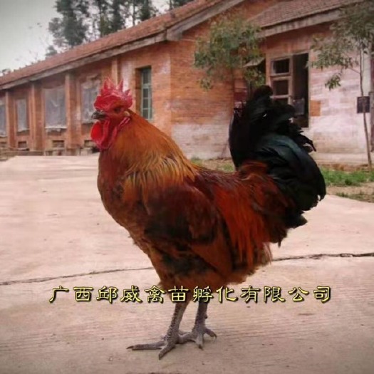 南宁 块大型青脚麻鸡苗