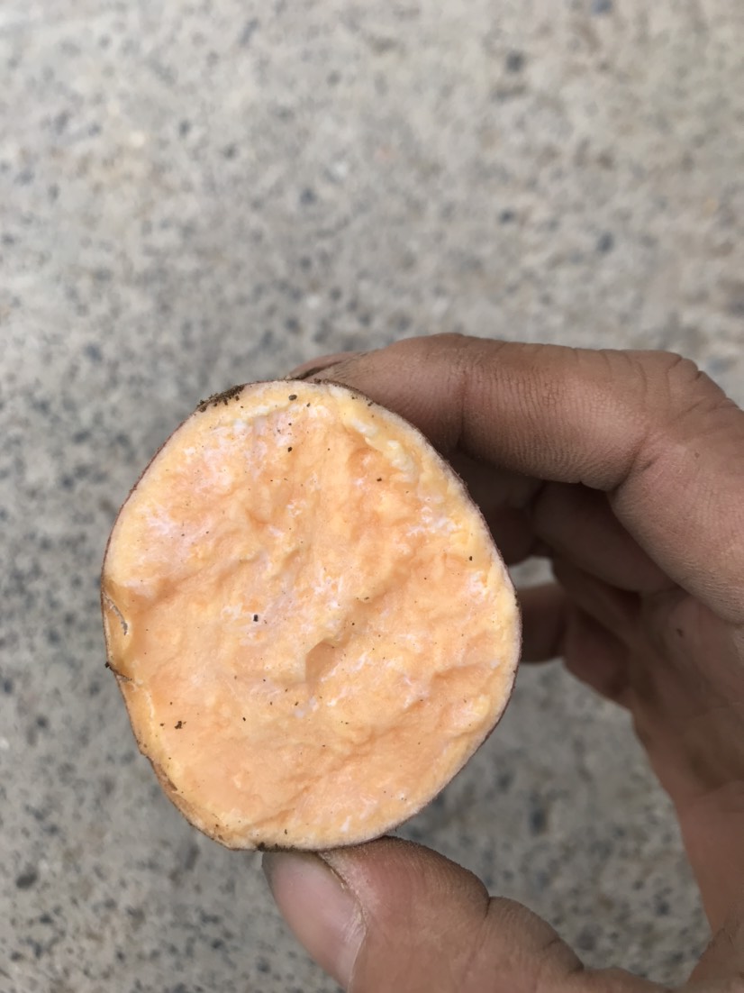 龙九蜜薯市场电商加工厂大量供应