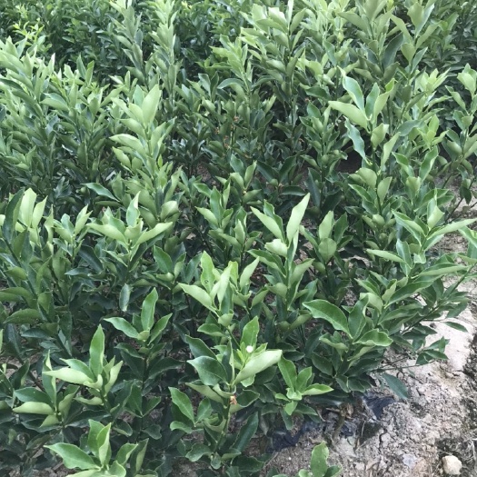 融水县脆蜜金柑苗  果实大，更甜更脆，无籽，生长快，高产稳产，抗黄