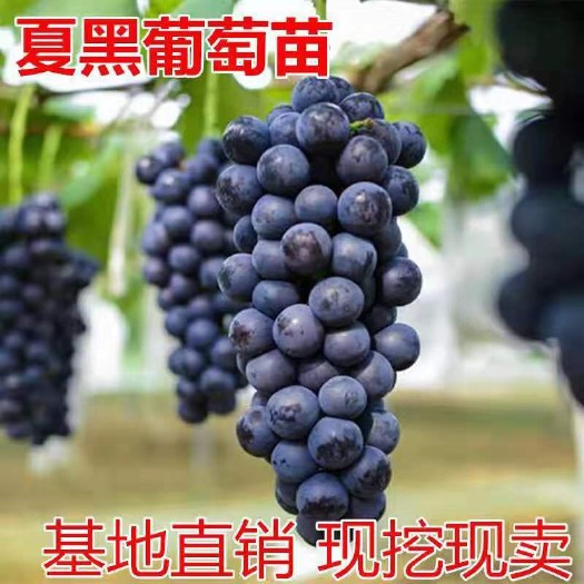 平邑县 夏黑葡萄树苗 无籽葡萄苗 嫁接果苗 南北方皆可种植
