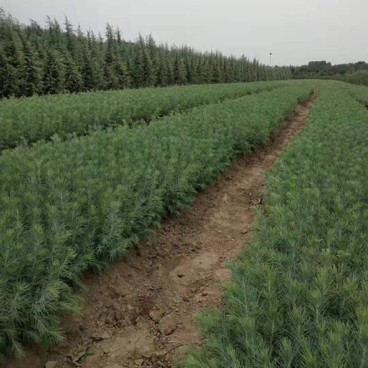 汝南县喜马拉雅雪松