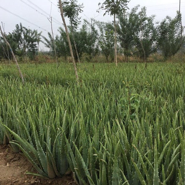 库拉索芦荟 倒栽小苗 颗型饱满 漂亮