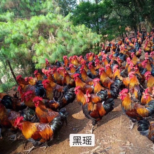 昆明 黑瑶鸡苗，正规孵化基地，品质保证，量大从优