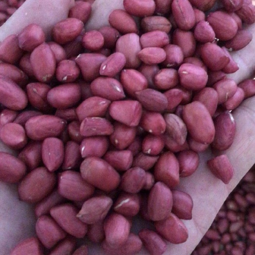 瑞丽市红皮花生 12-18个月