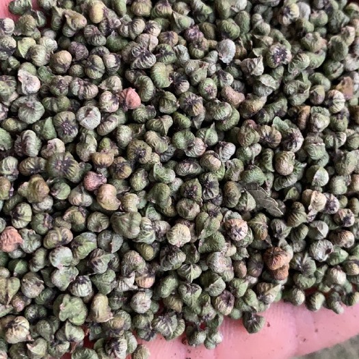 常州红榉  榉树种子，保证出芽率