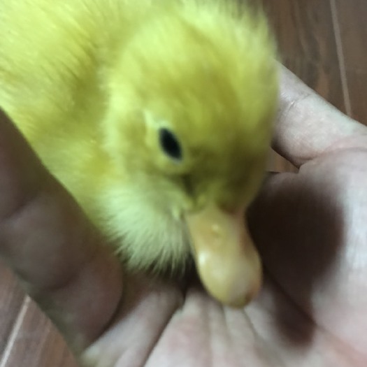 汕头白鸭苗