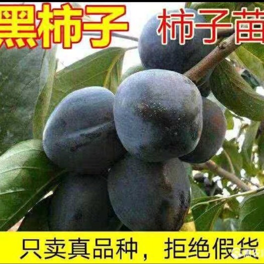 平邑县黑柿苗