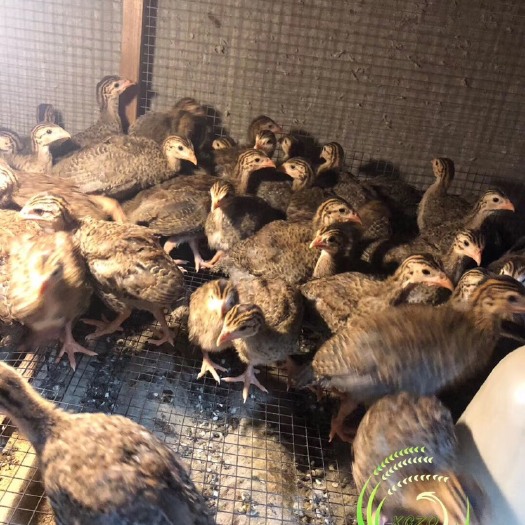 重庆市 珍珠鸡苗~珍珠鸡脱温苗~35天珍珠鸡苗，已做完疫苗成活率高