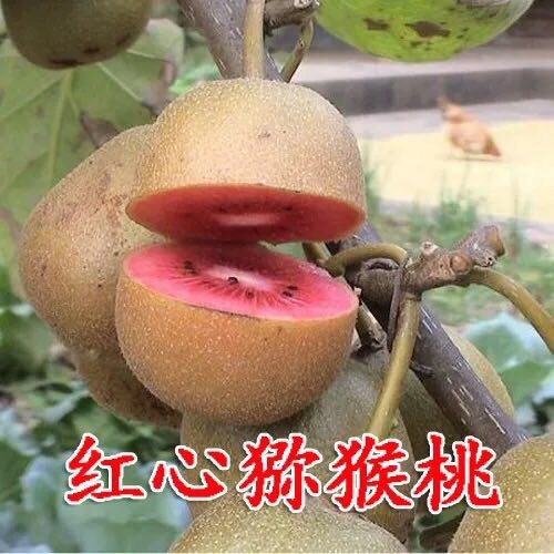 平邑县 红心猕猴桃苗 南北方种植 可当年挂果