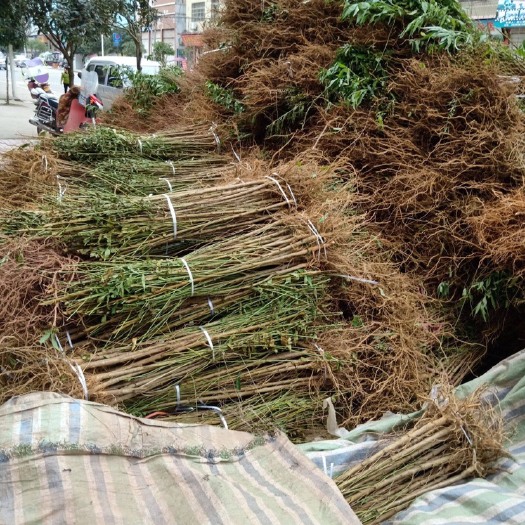 基地直供未嫁接实生毛桃苗，根系好成活率高现挖现发，保湿发货