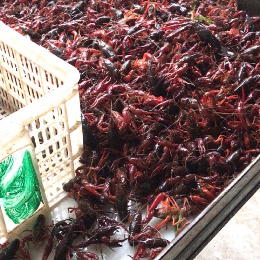 潜江市 小龙虾中青