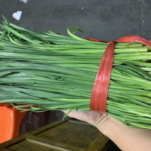 东莞市小叶韭菜 三茬 35~40cm