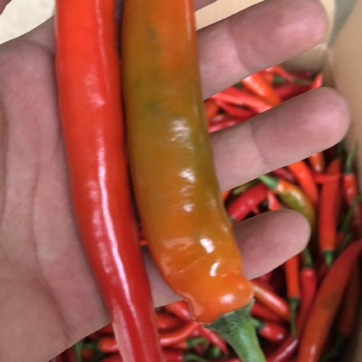 青岛海花红辣椒 10~15cm 中辣 红色