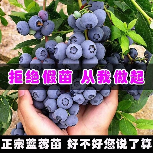 平邑县 兔眼蓝莓苗 品种全 价格低 诚信经营 基地直销