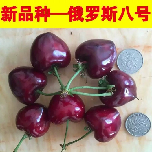 平邑县 俄罗斯8号樱桃苗 品种纯 南北方适宜 当年可结果