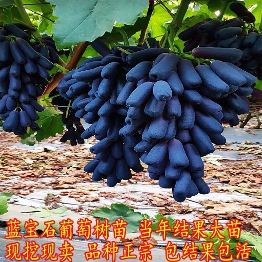 平邑县蓝宝石葡萄苗 果树北方南方种植庭院爬藤地栽盆栽葡萄树苖当年结果