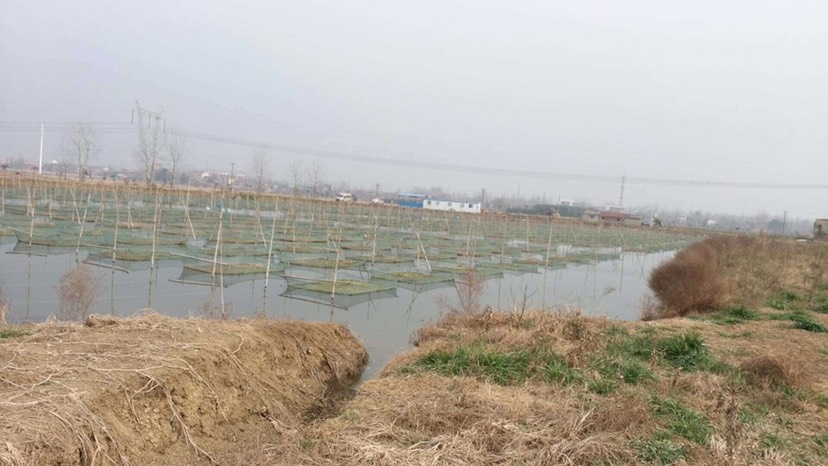 仙桃市 大型养殖基地黄鳝直供