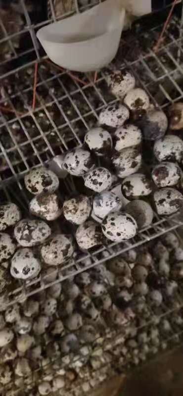 灌云县 大量出售鹌鹑蛋