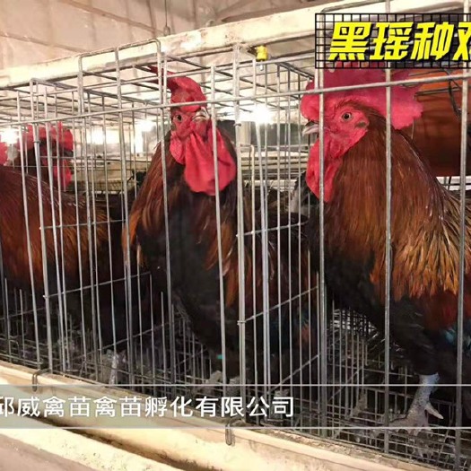 南宁 纯种黑瑶土鸡苗