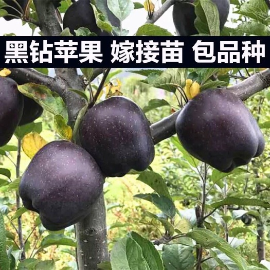 平邑县黑钻苹果树苗 黑钻苹果苗 基地育苗 包成活 包结果 个大味甜