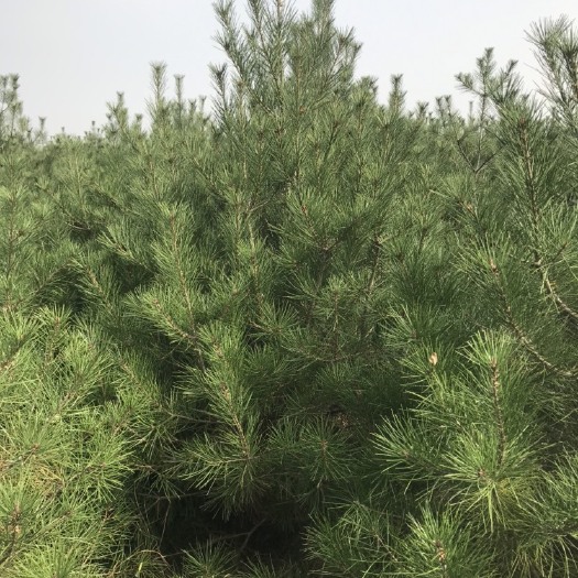 西安白皮松   2米二级苗